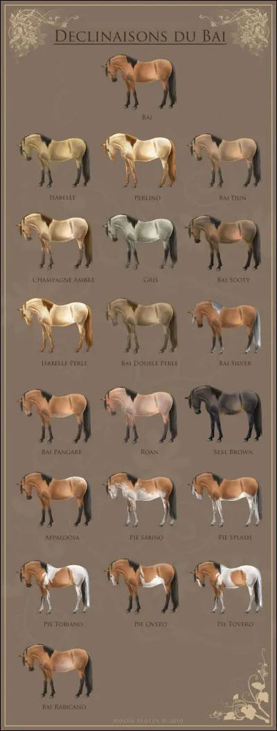 Quelles sont les robes de base ?