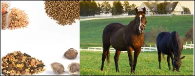 Dans quel ordre faut-il donner les aliments au cheval ?