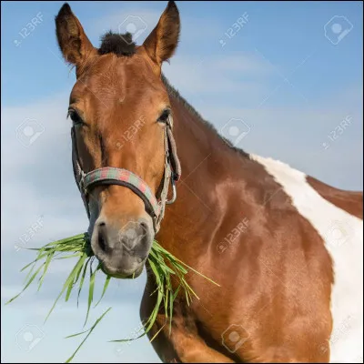 Quel aliment remplace la luzerne ?