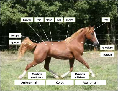 Quelle partie n'appartient pas à l'avant-main ?