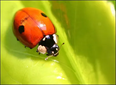 Quel pays est représenté par la coccinelle à deux points ?