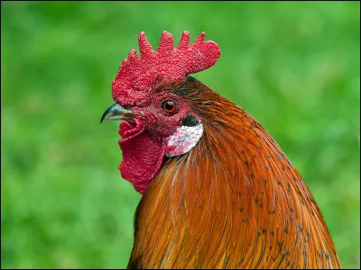 Quel pays est représenté par le coq gaulois ?