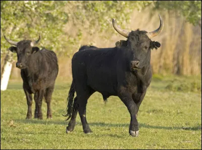 Quel pays est représenté par le taureau ?