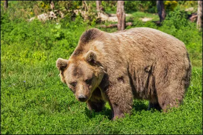 Quel pays est représenté par l'ours brun ?
