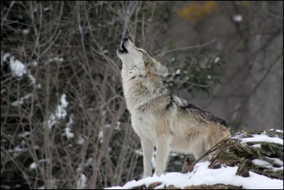 Quel pays est représenté par le loup ?