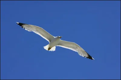 "Bleu, bleu, le ciel de Provence
Blanc, blanc, blanc, le goéland
Le bateau blanc qui danse
Blond, blond, le soleil de plomb
Et dans tes yeux
Mon rêve en bleu - bleu - bleu ..."
Qui chante "Bleu blanc blond" en 1959 ?