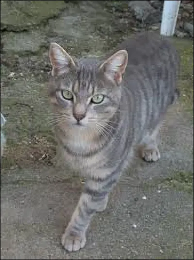 Lorsqu'ils étaient encore des chatons, Œil de Geai, Pelage de Lion et Feuille de Houx faisaient de sacrées bêtises ! Laquelle ont-ils commis juste avant le début de leur apprentissage ?