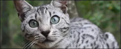 Le jour de leur baptême d'apprentis, Œil de Geai, son frère et sa sœur reçoivent leurs nouveaux noms : ils se nomment désormais Nuage de Geai, Nuage de Lion et Nuage de Houx. Pelage de Granit devient le mentor de Nuage de Lion et Nuage de Houx, qui a choisi de suivre la voie des guérisseurs, sera formée par Feuille de Lune mais Nuage de Geai est furieux. Pour quelle raison ?