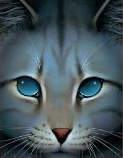 Nuage de Geai a beau être aveugle, ses sens sont très aiguisés et il est capable de percevoir son environnement grâce à ses autres sens. Malgré tout, les autres membres du clan ne le pensent pas capable de devenir un guerrier et leur pitié exaspère le jeune chat. Il décide alors de partir chasser seul pour prouver sa valeur. Mais que lui arrive-t-il ?