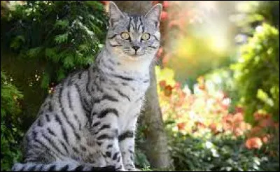 Par chance, il est sauvé in extrémis par une patrouille du Clan du Vent. Quels chats la composent ?