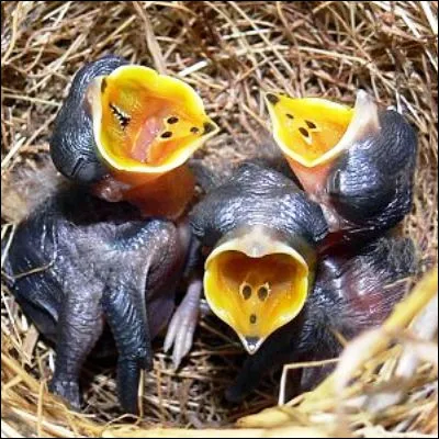 Lequel de ces petits d�animaux est un gallinac&eacute;e ?