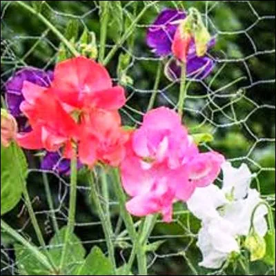 Quelle plante tr&egrave;s appr&eacute;ci&eacute;e pour ses couleurs vari&eacute;es et son parfum est aussi appel&eacute;e gesse odorante ?