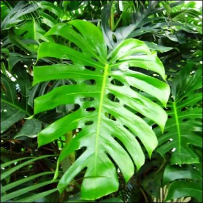 Quel gaz &agrave; effet de serre est utilis&eacute; par les plantes dans le cadre de la photosynth&egrave;se ?