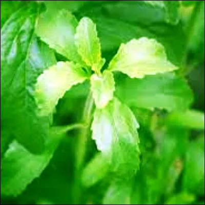 Quelle plante sud-am&eacute;ricaine a aussi &eacute;t&eacute; appel&eacute;e feuille de miel en raison de son go&ucirc;t sucr&eacute; malgr&eacute; sa faible teneur en glucides ?