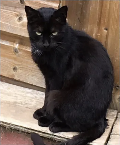 Quelle serait la couleur de ton pelage ?