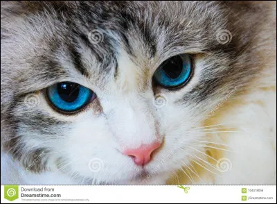 Tu aurais les yeux :