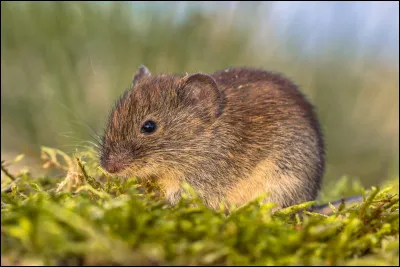 Quelle nourriture, en tant que chat, mangerais-tu ?