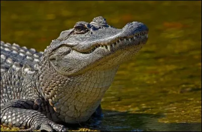 Un homme entre dans une station-service en brandissant un alligator vivant.