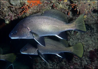 Poissons osseux marins comestibles de couleur sombre :