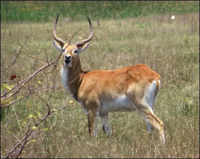 Grandes antilopes africaines, de la famille des bovidés :