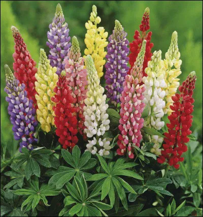 Le lupin est une fleur...