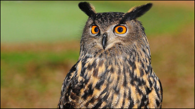 Tu préférerais avoir...