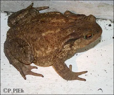 Comment appelle-t-on la phobie des crapauds ?