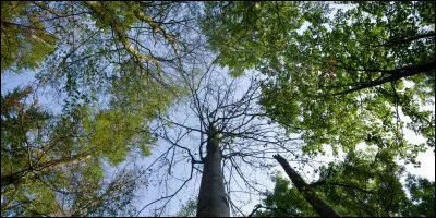 Qui chante "Comme un arbre dans la ville" ?