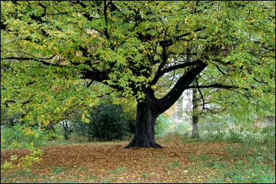 À quel artiste faut-il attribuer le tableau "L'Arbre de vie" ?
