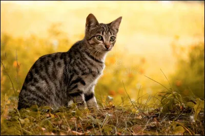 Dans quel tome Éclair Noir a-t-il été banni, et pour quelle raison ?