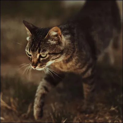 Qui a tué Étoile du Tigre ?