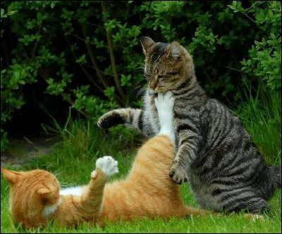 La dernière bataille oppose quels clans ?