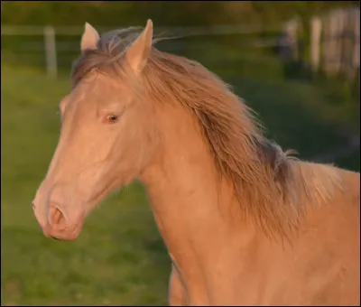 Qu'est-ce qu'un cheval homozygote sur gène champagne a de différent des autres chevaux champagne ?