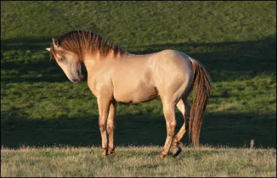 La robe champagne ambre est de base...