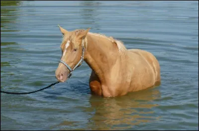 Le cheval champagne or est de base...