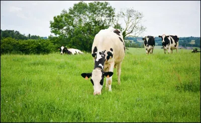 Aujourd'hui, c'est la canicule. Seulement, tu dois emmener tes vaches au pâturage.