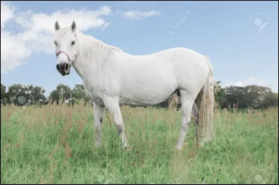 Ton cheval préféré, Comète, hennit dans son box depuis trois semaines. Tu...