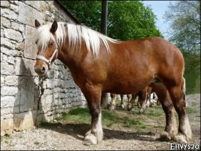 Quelle est la robe de ce cheval ?