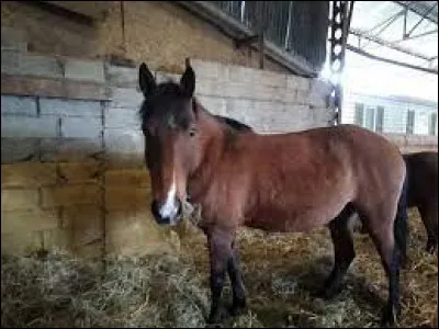 Quelle est sa robe ?