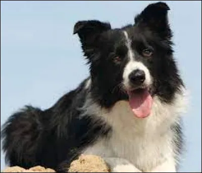 Quelle est la race de ce chien ?