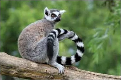 Quel est cet animal ?