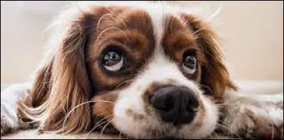 Quel est cet animal ?