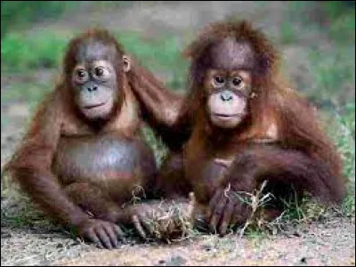 Quel est cet animal ?