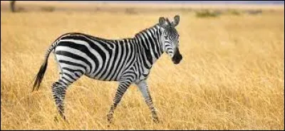 Quel est cet animal ?