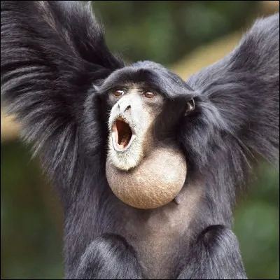 &Agrave; quelle famille de primates, connus pour leurs longs bras, appartient le siamang ?