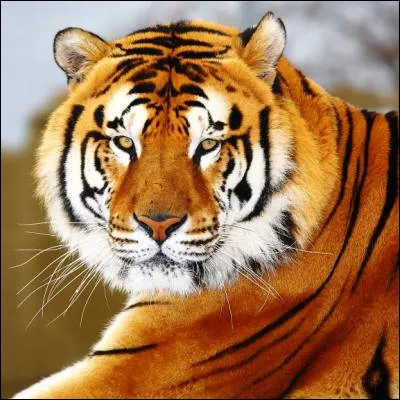 Quel personnage litt&eacute;raire, apparu pour la premi&egrave;re fois dans "Many Inventions", affronte le tigre Shere Khan ?