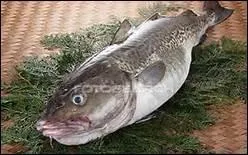 Comment traduit-on 'morue' en anglais ?