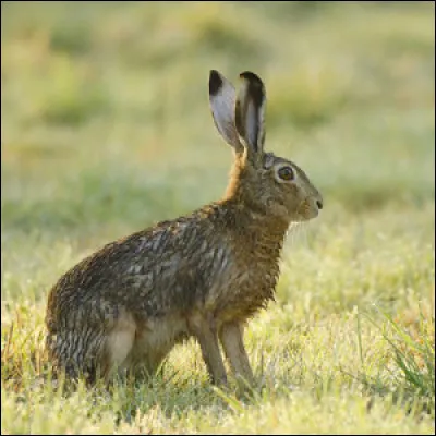 Dans quel sport utilise-t-on un lièvre ?