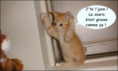 Qui a dit "Le plus petit des félins est une oeuvre d'art" ?