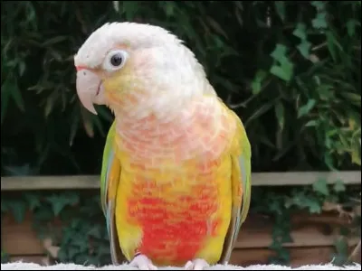 Cet oiseau est aussi associé au nom d'une fleur !